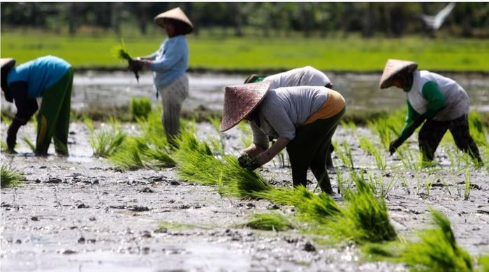 Khủng hoảng gạo rình rập châu Á - Ảnh 1.