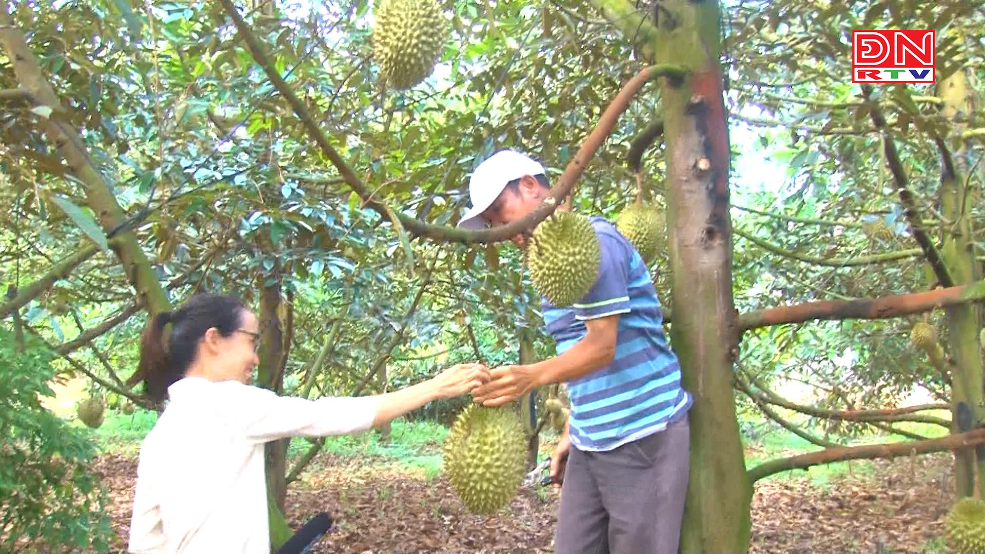 Trồng vườn sầu riêng nhìn lên thấy toàn trái là trái, nông dân Đồng Nai nói dù bán giá 40 ngàn/kg vẫn lời - Ảnh 1.