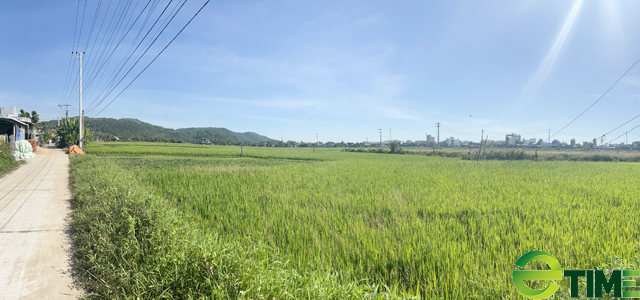 Quảng Ngãi: Gỡ nút thắc chuyển đất lúa cho doanh nghiệp để làm khu đô thị 883 tỷ  - Ảnh 1.