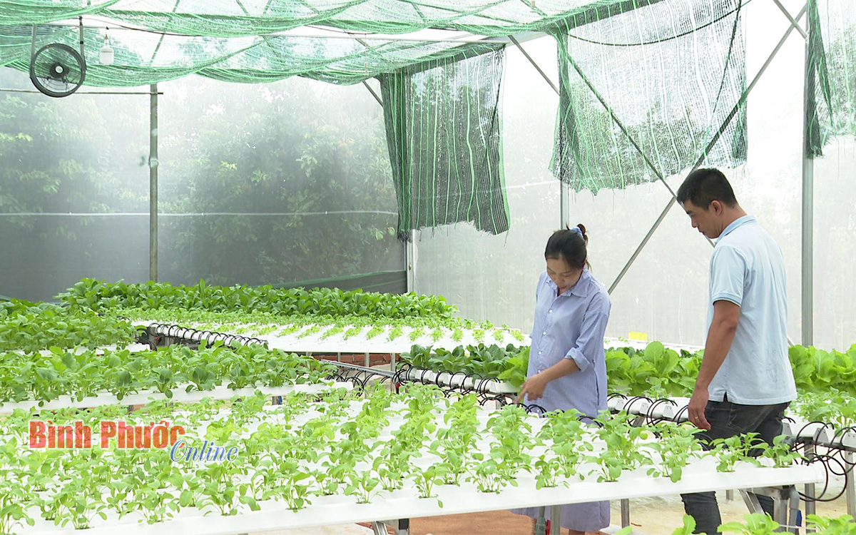 Những nguyên nhân nào khiến nông dân Bình Phước khó tiếp cận mô hình nông nghiệp công nghệ cao? - Ảnh 3.