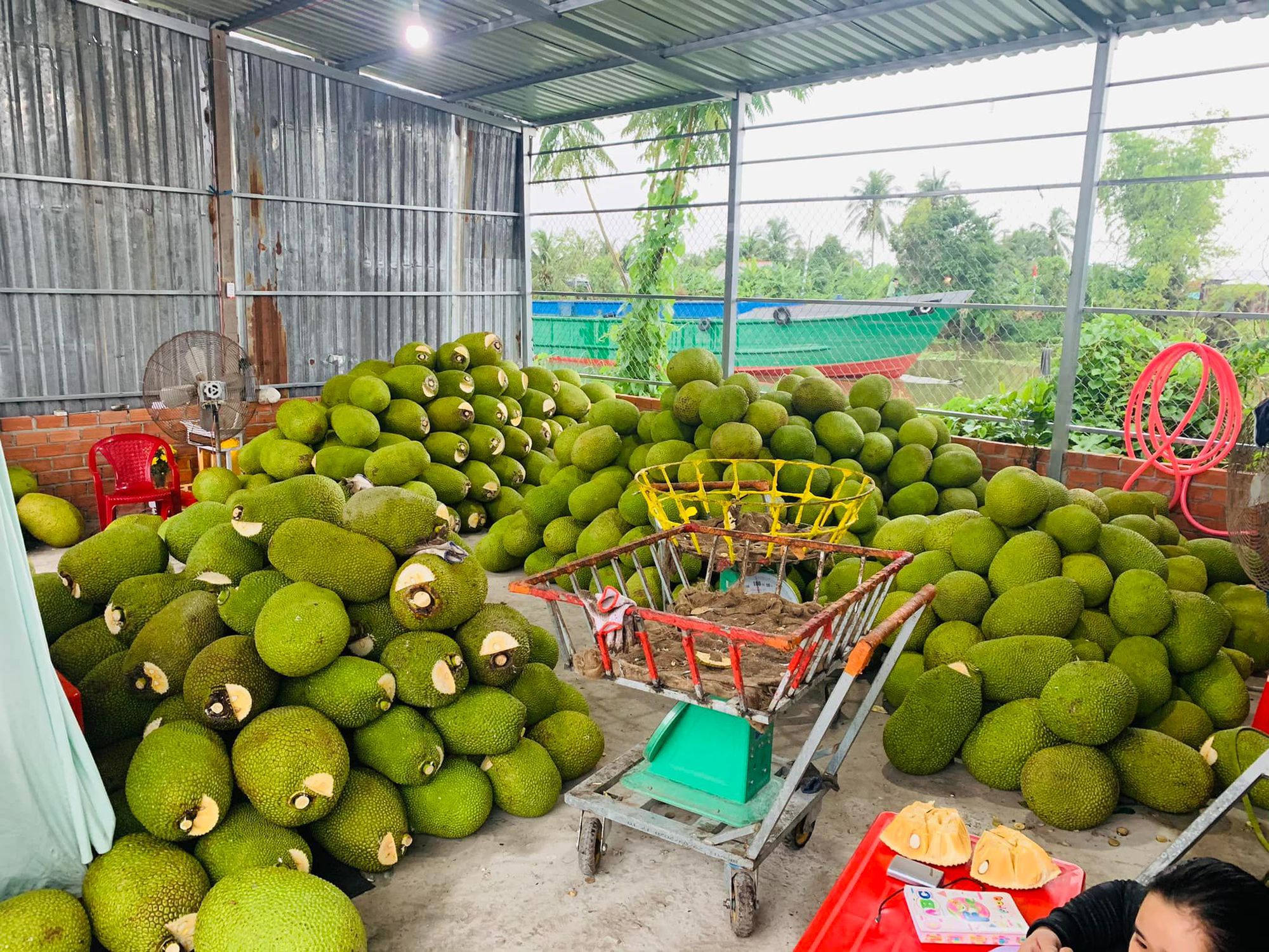 Giá mít Thái hôm nay 11/7: Nguyên nhân hàng đầu làm cho mít Thái rụng, cách khắc phục ra sao? - Ảnh 1.