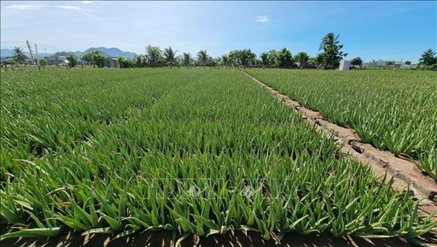 Trồng loại "cây cảnh" đặc biệt này, ruộng đẹp như phim, nắng nóng giá bán tăng gấp đôi, nông dân Ninh Thuận hối hả cắt - Ảnh 2.