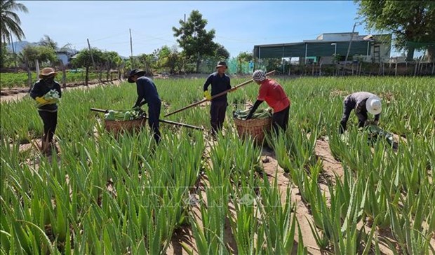 Trồng loại "cây cảnh" đặc biệt này, ruộng đẹp như phim, nắng nóng giá bán tăng gấp đôi, nông dân Ninh Thuận hối hả cắt - Ảnh 3.