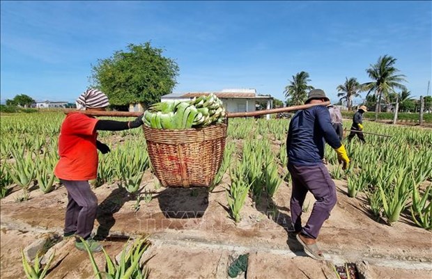 Trồng loại &quot;cây cảnh&quot; đặc biệt này, ruộng đẹp như phim, nắng nóng giá bán tăng gấp đôi, nông dân Ninh Thuận hối hả cắt - Ảnh 5.