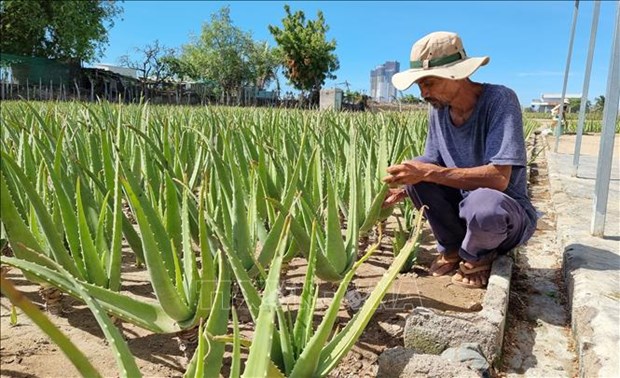 Trồng loại "cây cảnh" đặc biệt này, ruộng đẹp như phim, nắng nóng giá bán tăng gấp đôi, nông dân Ninh Thuận hối hả cắt - Ảnh 6.