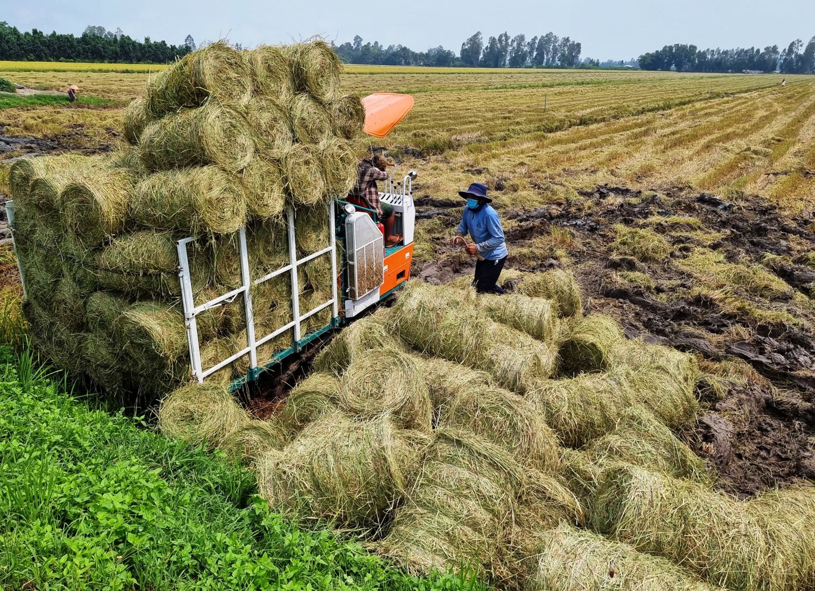 Làm nông nghiệp tuần hoàn, nông dân Cần Thơ thu lời &quot;kép&quot;, đến cọng rơm cũng &quot;đẻ&quot; ra tiền - Ảnh 1.