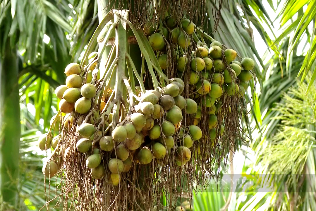 Trồng loại cây gầy tong teo, cao chót vót lấy trái, ông nông dân sông Tiền thu tiền tỷ mỗi năm - Ảnh 2.