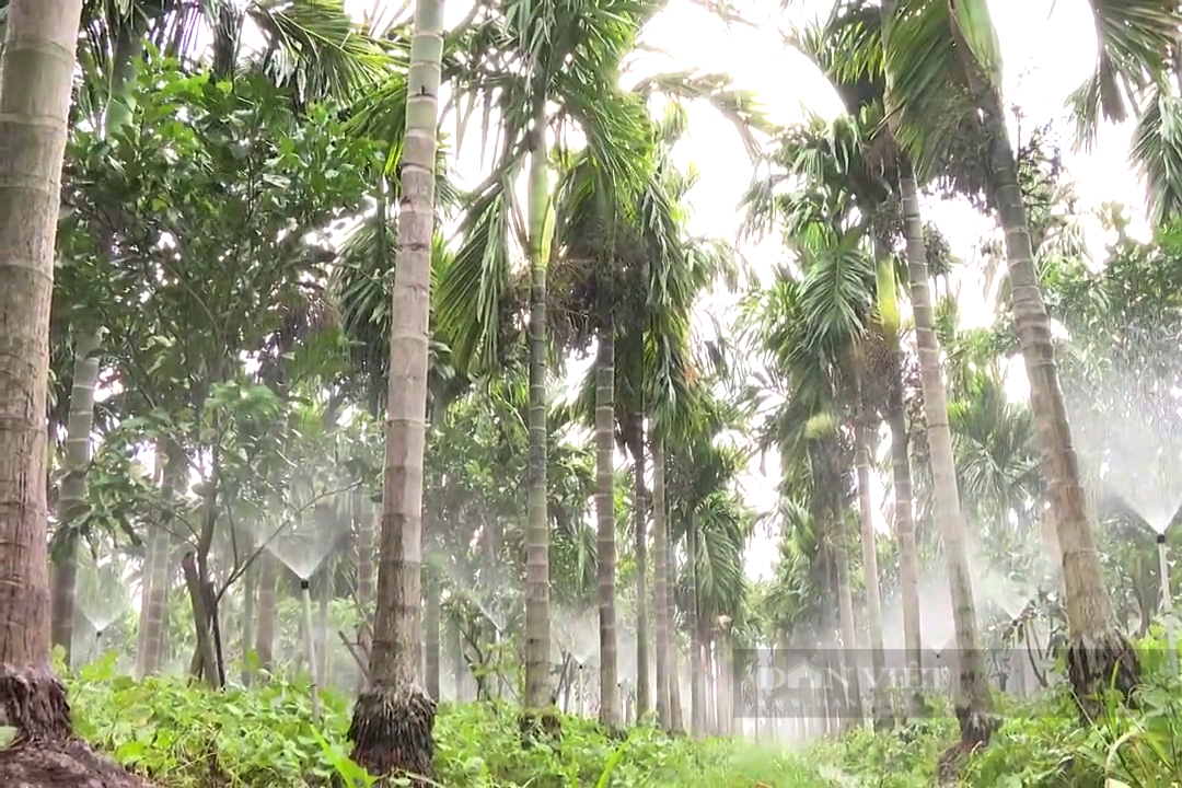 Trồng loại cây gầy tong teo, cao chót vót lấy trái, ông nông dân sông Tiền thu tiền tỷ mỗi năm - Ảnh 6.