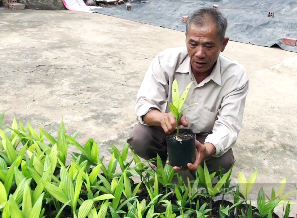 Trồng loại cây gầy tong teo, cao chót vót lấy trái, ông nông dân sông Tiền thu tiền tỷ mỗi năm - Ảnh 4.