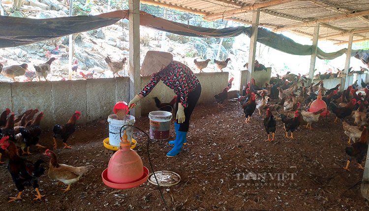 Phú Thọ: Giá thức ăn chăn nuôi tăng chóng mặt, nhiều nông dân lo bỏ chuồng - Ảnh 1.