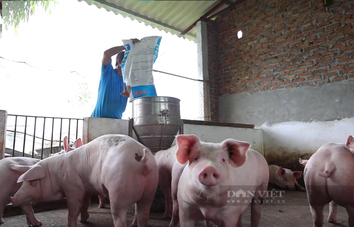 Phú Thọ: Giá thức ăn chăn nuôi tăng chóng mặt, nhiều nông dân lo bỏ chuồng - Ảnh 2.
