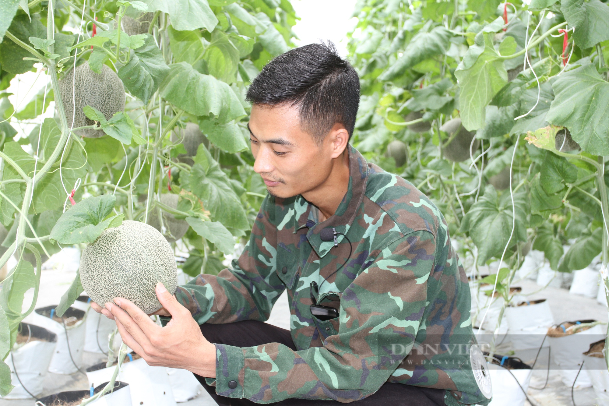 Thái Nguyên: Cử nhân kinh tế về trồng vườn dưa lưới siêu ngon ngọt để thỏa đam mê ấp ủ - Ảnh 2.