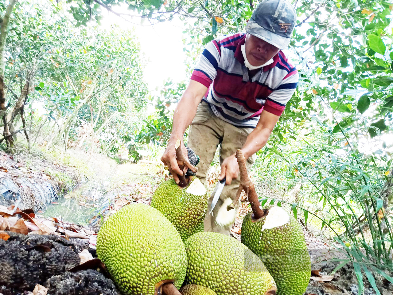 Giá mít Thái hôm nay 12/7: Giá mít Tiền Giang cao nhất 11.000 đồng/kg, mít Thái đen cuống thì xử lý ra sao? - Ảnh 1.