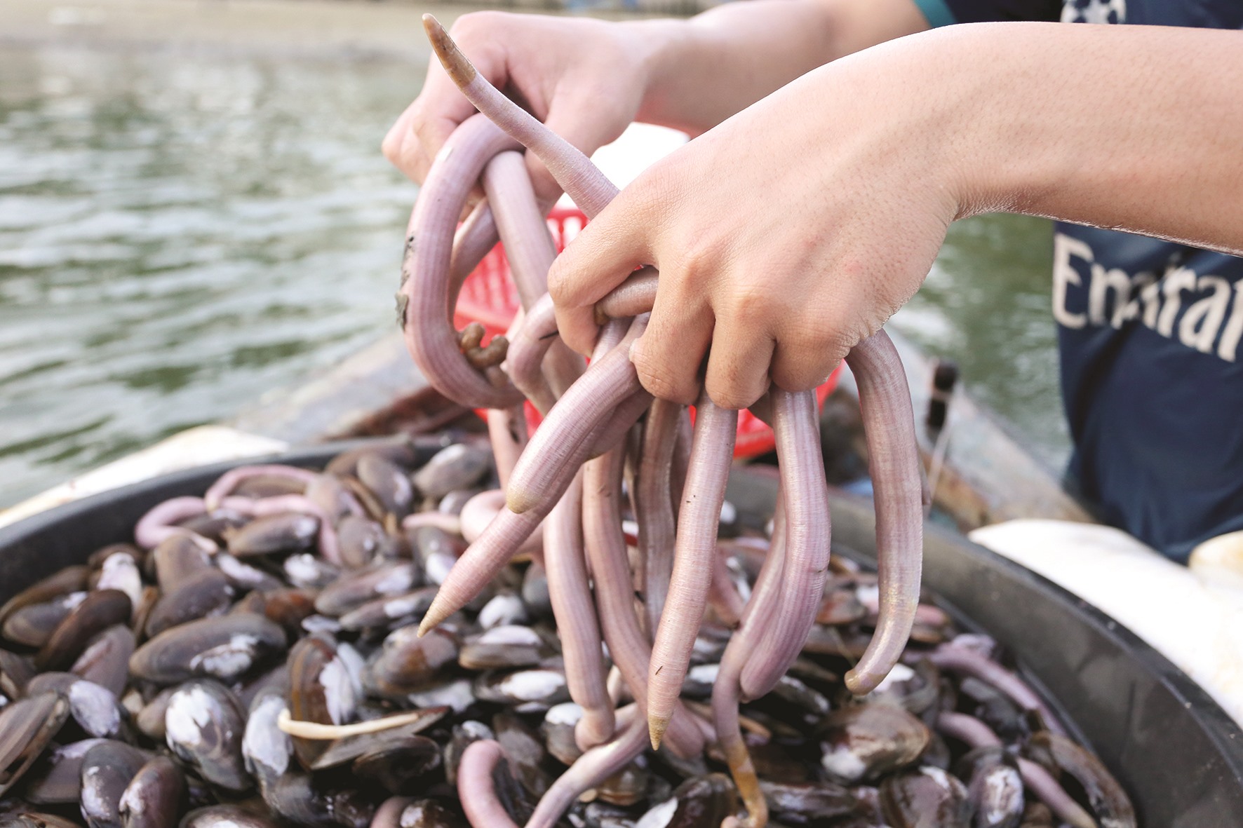 Săn loài hải sản rất giàu chất dinh dưỡng được ví như viagra dưới đáy sông rồi đem phơi khô bán tiền triệu - Ảnh 5.