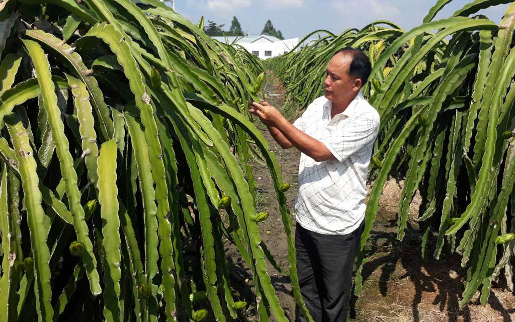 Long An: Nông dân kêu khó xuất khẩu thanh long vì vướng bản quyền bảo hộ