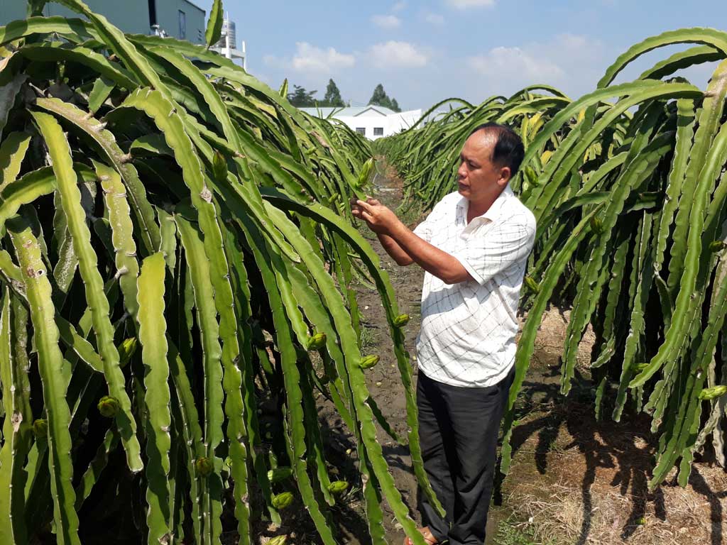 Nông dân kêu khổ vì khó xuất khẩu thanh long do bản quyền đã bán cho doanh nghiệp - Ảnh 1.