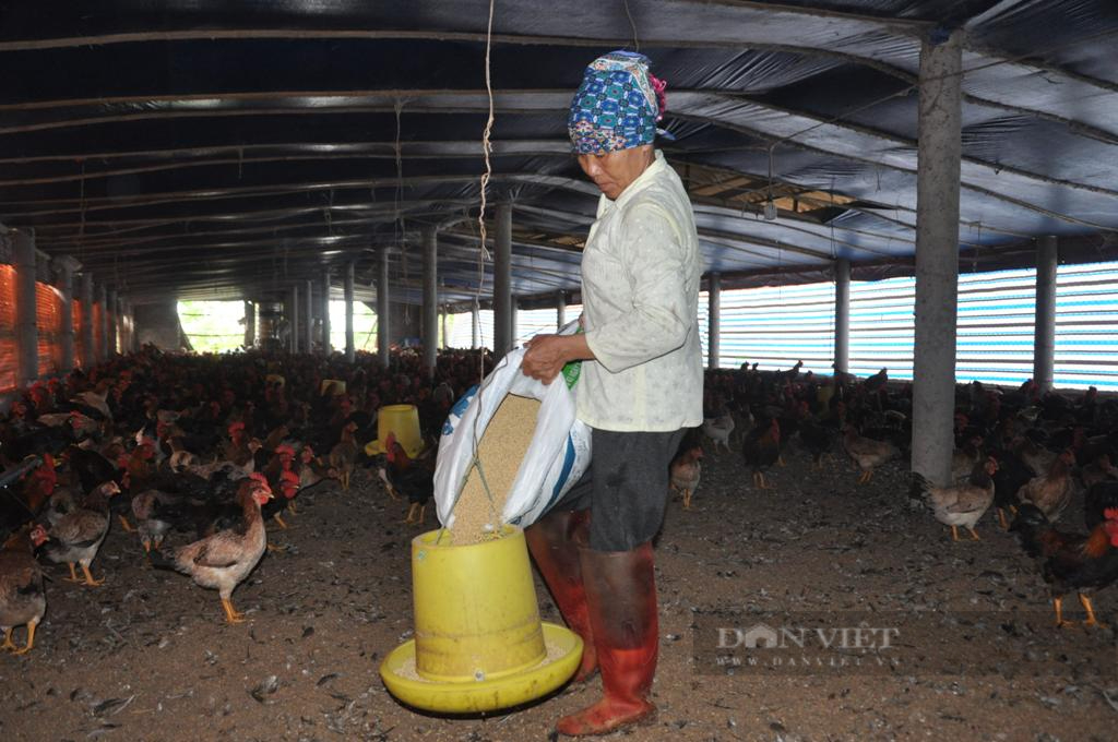 Người chăn nuôi bỏ chuồng vì gánh nặng chi phí: Chủ trang trại, đại lý cám, tranh giành nhau gỡ nợ - Ảnh 2.