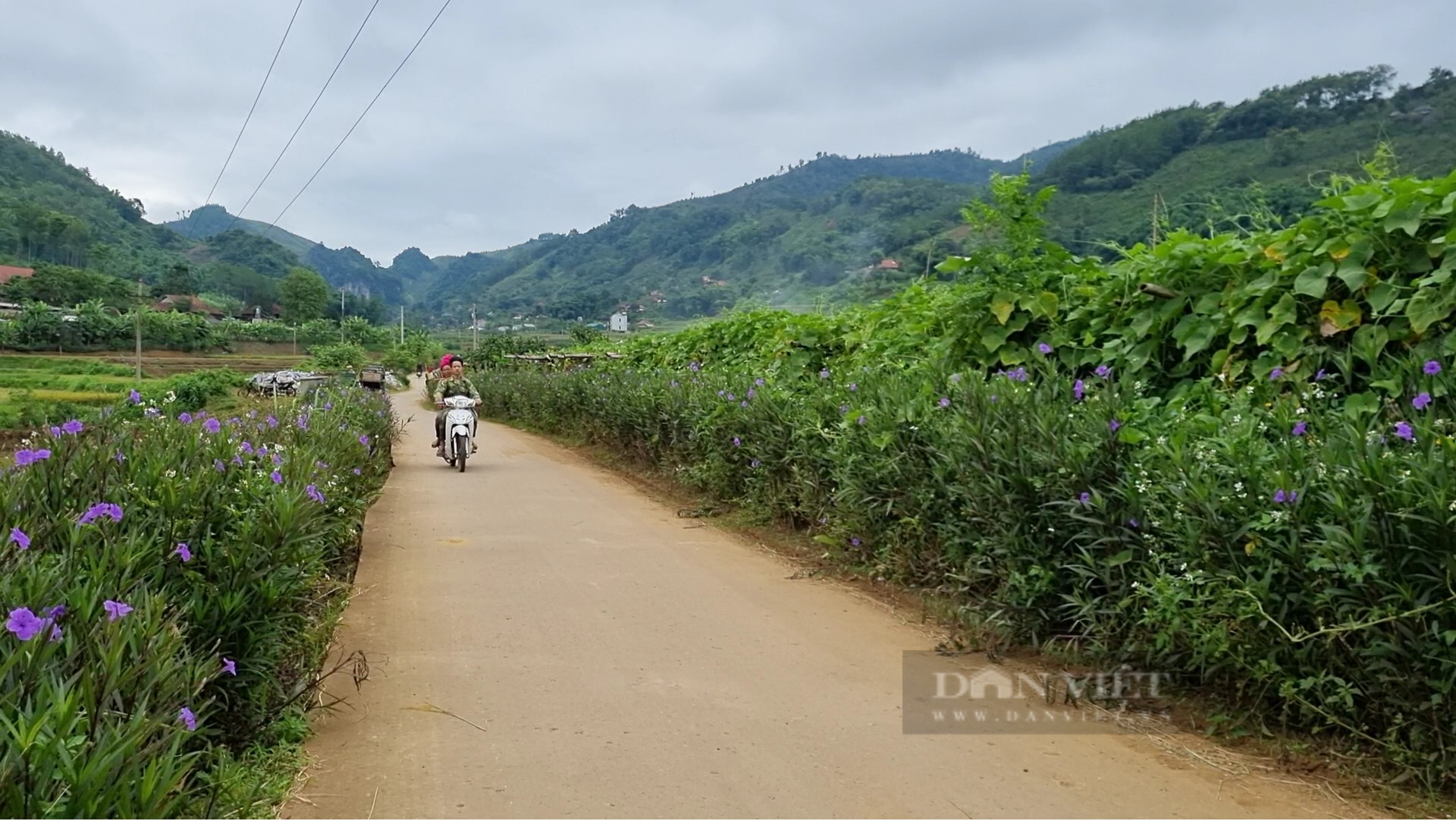 Mê mẩn con đường hoa nông thôn mới đẹp như tranh ở bản người Thái của tỉnh Sơn La - Ảnh 11.