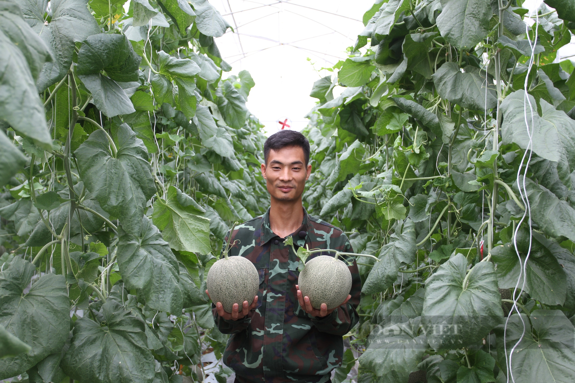 Thái Nguyên: Cử nhân kinh tế về trồng vườn dưa lưới siêu ngon ngọt để thỏa đam mê ấp ủ - Ảnh 6.