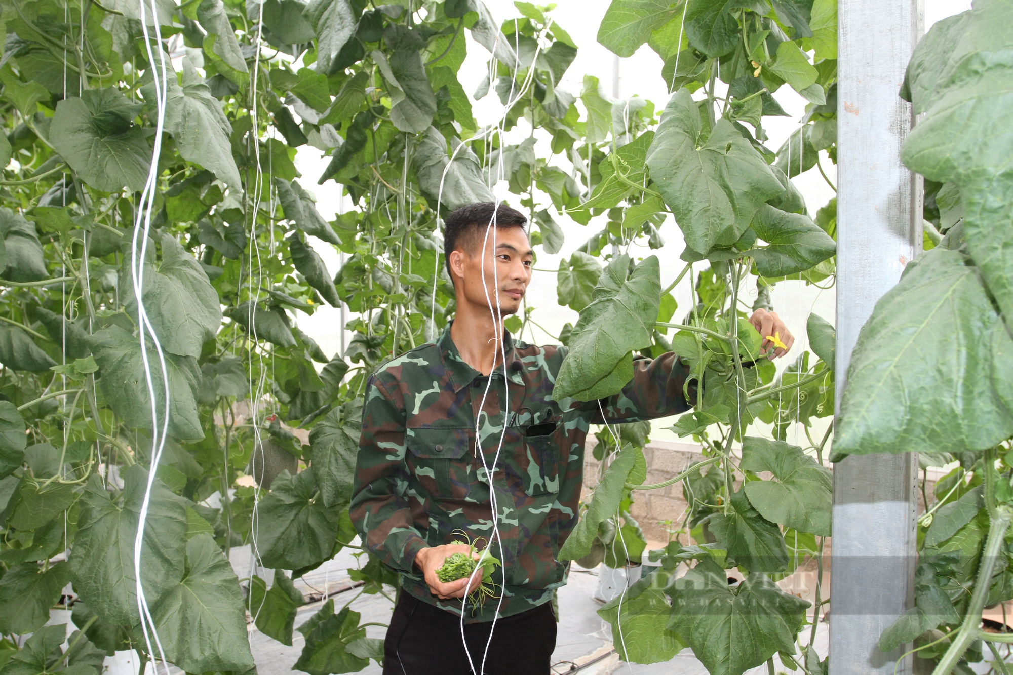 Thái Nguyên: Cử nhân kinh tế về trồng vườn dưa lưới siêu ngon ngọt để thỏa đam mê ấp ủ - Ảnh 4.