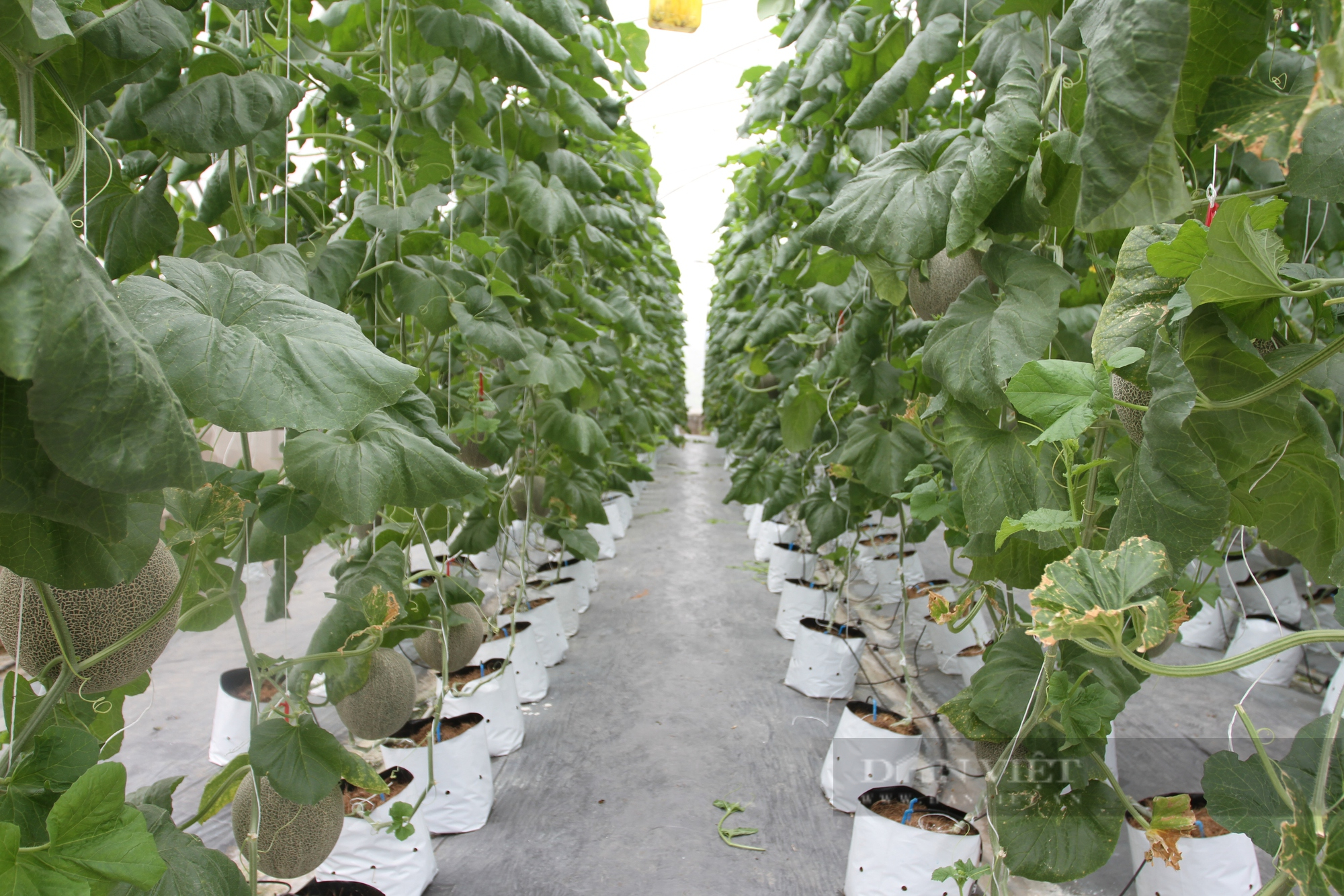 Thái Nguyên: Cử nhân kinh tế về trồng vườn dưa lưới siêu ngon ngọt để thỏa đam mê ấp ủ - Ảnh 5.