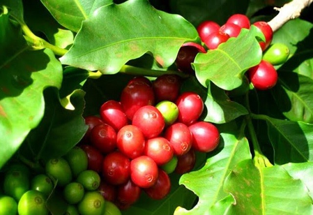 Giá cà phê ngày 7/3: Giá Robusta trở lại mức cao nhất 16 năm, cà phê trong nước cũng tăng vọt - Ảnh 3.