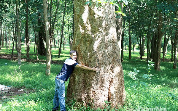 Báu vật sống ở vùng đất này của Đồng Nai là những cây cao su khổng lồ hình thù kỳ dị đã qua tuổi 115