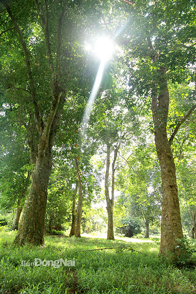 Báu vật sống ở vùng đất này của Đồng Nai là những cây cao su khổng lồ hình thù kỳ dị đã qua tuổi 115 - Ảnh 2.