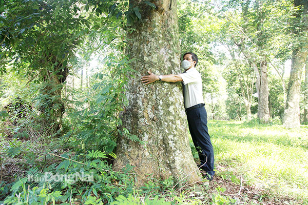 Báu vật sống ở vùng đất này của Đồng Nai là những cây cao su khổng lồ hình thù kỳ dị đã qua tuổi 115 - Ảnh 3.