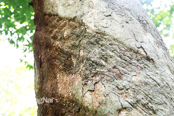 Báu vật sống ở vùng đất này của Đồng Nai là những cây cao su khổng lồ hình thù kỳ dị đã qua tuổi 115 - Ảnh 4.