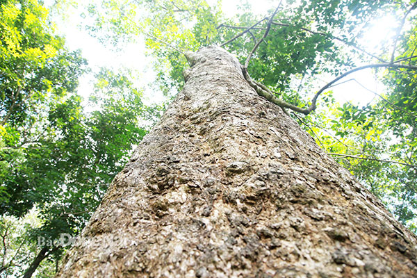 Báu vật sống ở vùng đất này của Đồng Nai là những cây cao su khổng lồ hình thù kỳ dị đã qua tuổi 115 - Ảnh 6.
