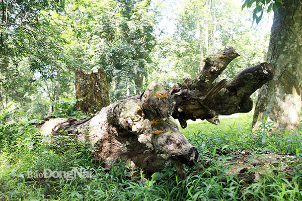 Báu vật sống ở vùng đất này của Đồng Nai là những cây cao su khổng lồ hình thù kỳ dị đã qua tuổi 115 - Ảnh 7.