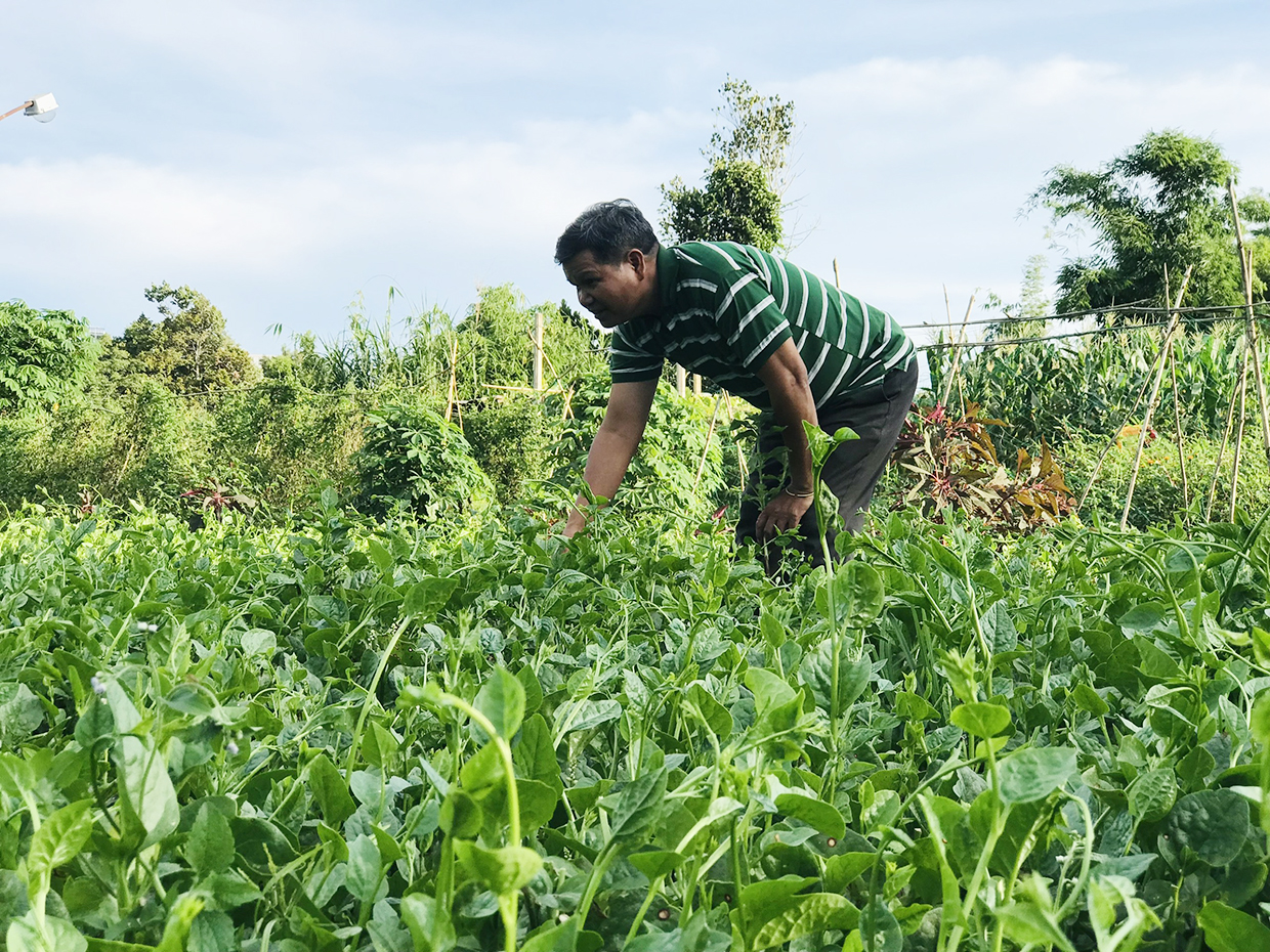 Dân làng Jrai ở Gia Lai rủ nhau trồng rau sạch, quanh năm có tiền tiêu rủng rỉnh - Ảnh 1.