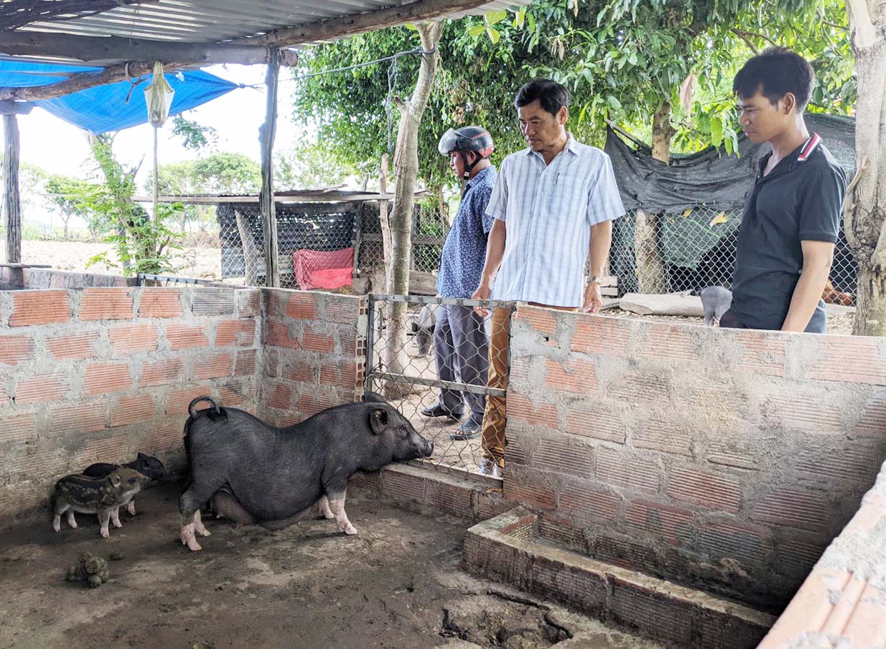 Kỹ thuật chăn nuôi heo đen  FeedIn