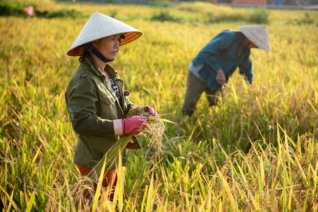 Chuyển đổi 1.537ha đất trồng lúa để xây dựng cao tốc Bắc - Nam phía Đông sẽ không ảnh hưởng đến an ninh lương thực - Ảnh 1.
