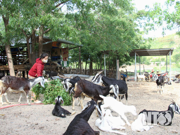 Một xã của tỉnh Ninh Thuận nuôi đàn gia súc lên tới hơn 22.000 con, trong đó có tới hơn 11.000 con  - Ảnh 1.