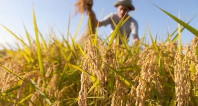 Sản xuất lúa gạo ở châu Á gặp khó do giá phân bón tăng - Ảnh 1.