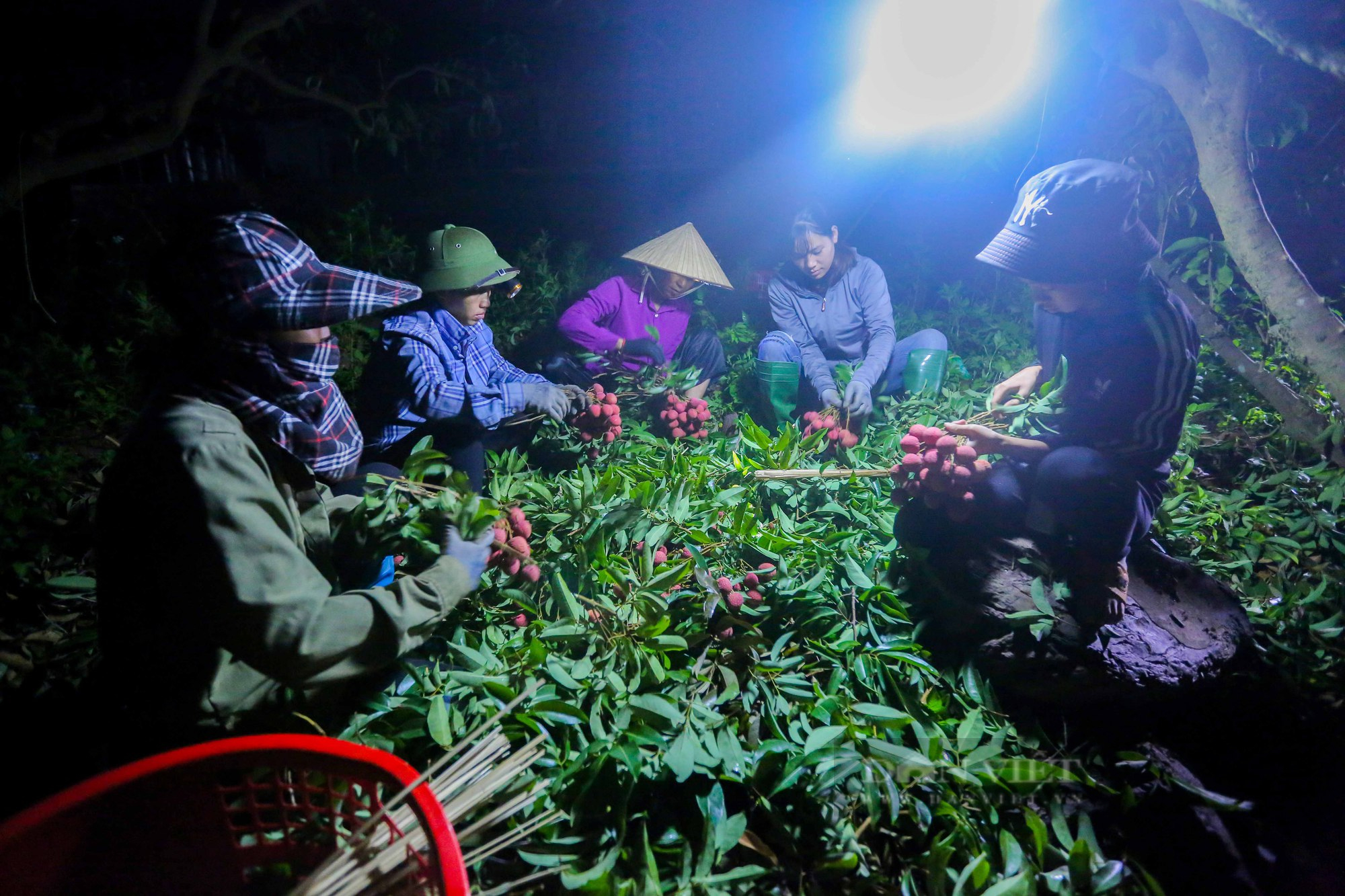 Nông dân trắng đêm &quot;chong đèn&quot; thu hoạch hàng trăm cân vải thiều mang đi bán - Ảnh 1.