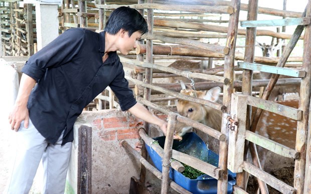 Nuôi hươu sao lấy nhung, Trưởng phòng 9X bỏ về làm nông dân "đút túi" ngót nghét 450 triệu