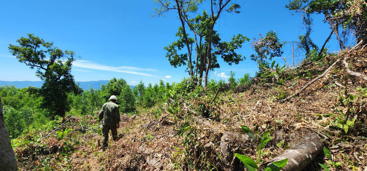 Tổng cục Lâm nghiệp: 'Phá rừng, chiếm đất rừng trái pháp luật ở Bình Định, diễn biến nghiêm trọng' - Ảnh 2.