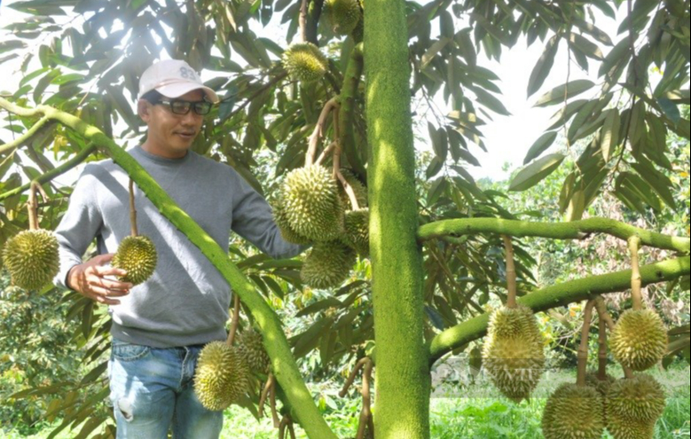 Sau Nghị định thư kiểm dịch vào Trung Quốc, sầu riêng chưa chín, thương lái đã hỏi mua nườm nượp  - Ảnh 1.