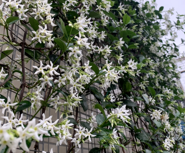 Cũng là hoa nhài nhưng cây cảnh này lạ lắm, bạn có thể "ngất" vì mùi thơm thần tiên - Ảnh 6.