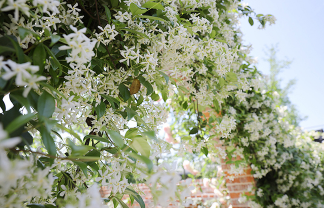 Cũng là hoa nhài nhưng cây cảnh này lạ lắm, bạn có thể "ngất" vì mùi thơm thần tiên - Ảnh 5.