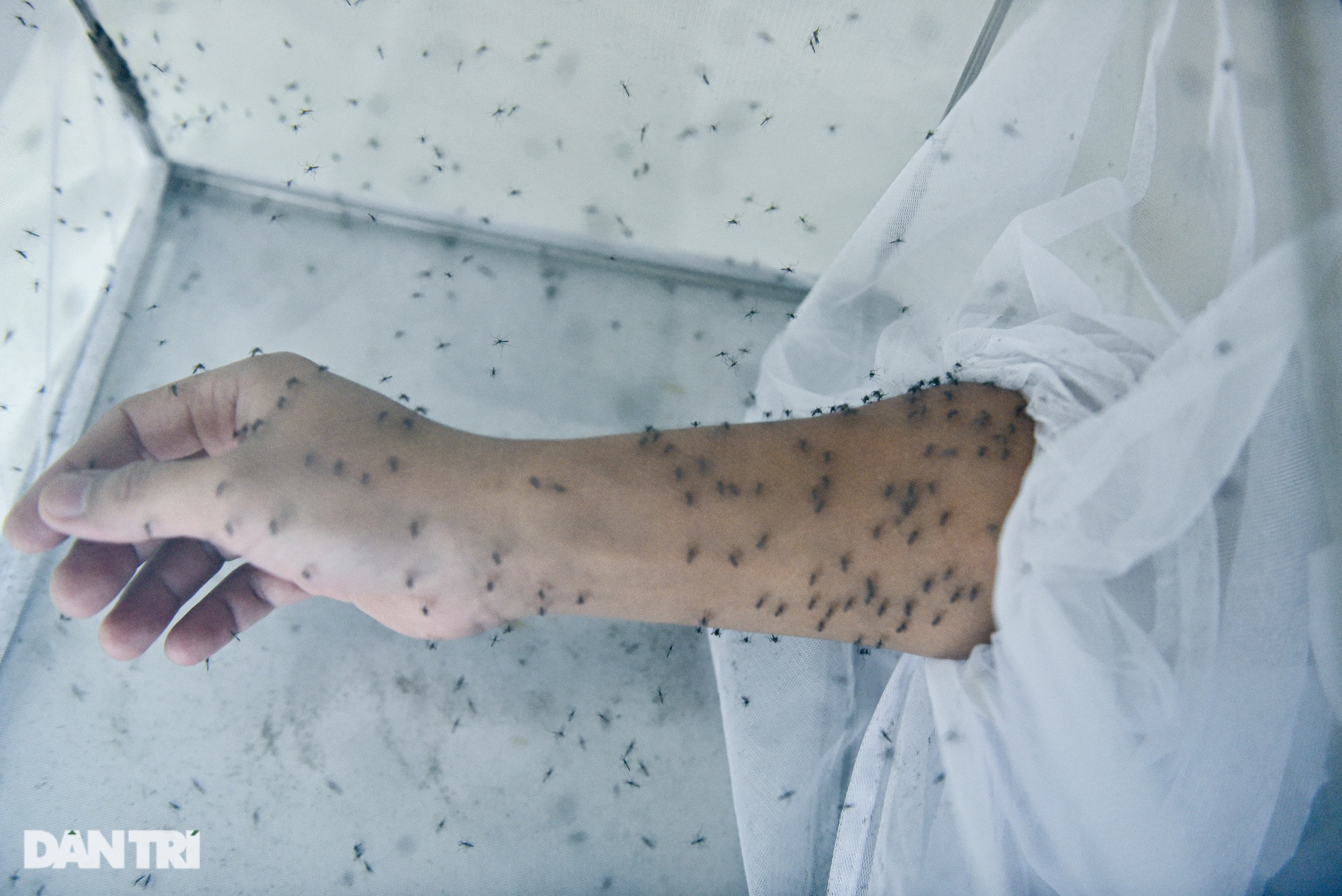 Lạ lùng nghề ngồi im cho muỗi đốt, hàng trăm con bâu đen kịt tay ở Hà Nội - Ảnh 3.