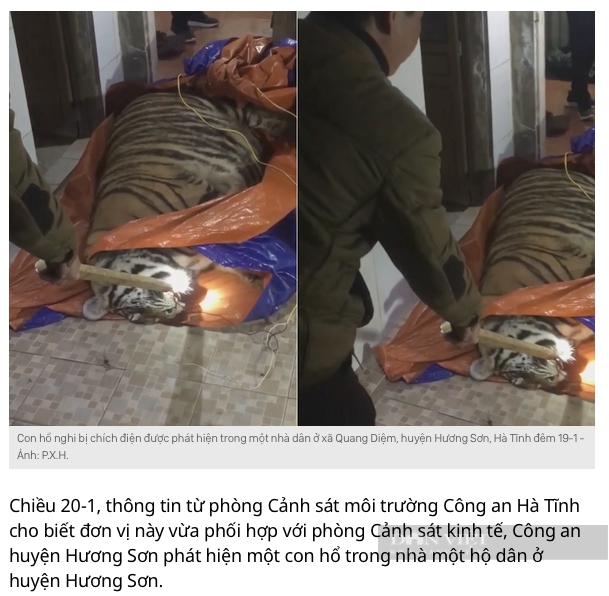 Bảo tồn hổ ở Việt Nam: Chỉ thiếu hai chữ &quot;làm thật&quot;! - Ảnh 2.