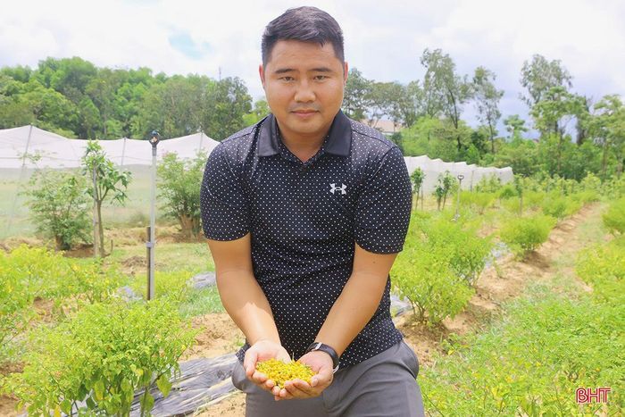 Anh nông dân Hà Tĩnh liều mình trồng loại ớt tròn tí xíu, vàng rực, vị cay lạ, nào ngờ thu tiền triệu mỗi cây - Ảnh 8.