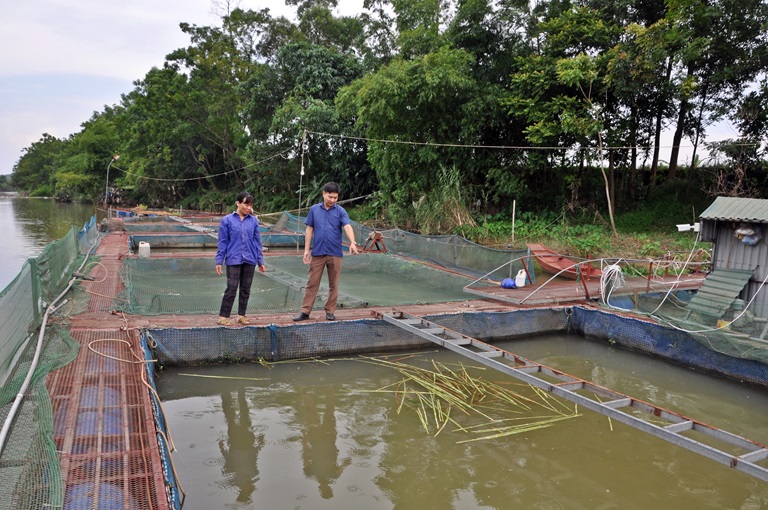 Vì sao cả tỉnh Vĩnh Phúc chỉ còn vỏn vẹn có 10 hộ dân bám trụ với nghề nuôi cá lồng bè? - Ảnh 1.