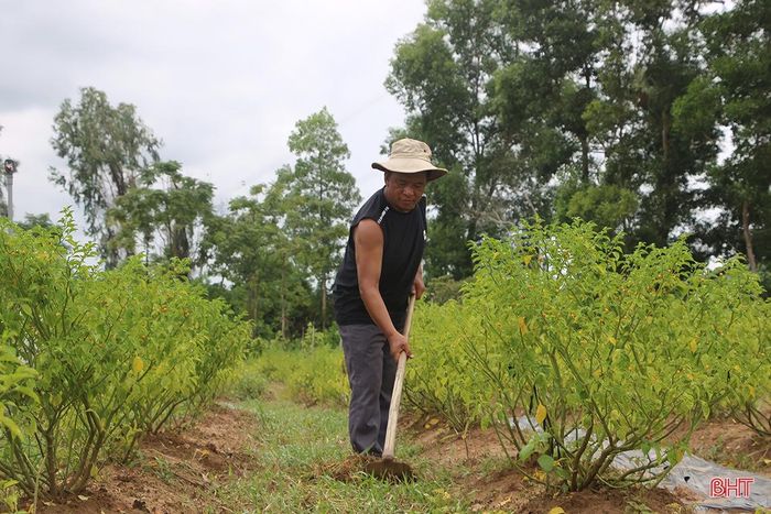 Anh nông dân Hà Tĩnh liều mình trồng loại ớt tròn tí xíu, vàng rực, vị cay lạ, nào ngờ thu tiền triệu mỗi cây - Ảnh 12.