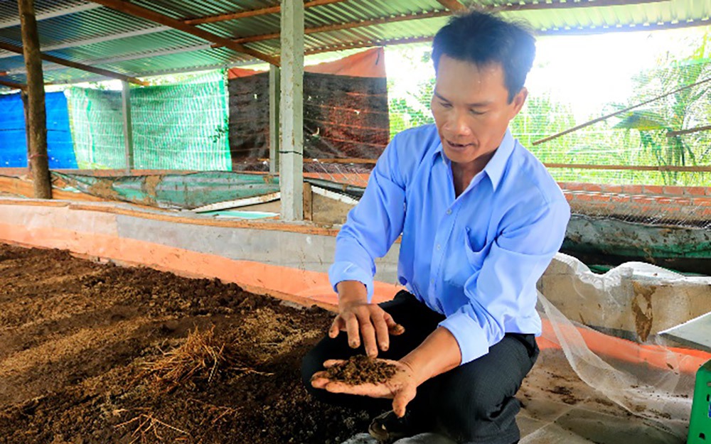 Nuôi trùn quế kết hợp nuôi bò, nông dân An Giang khiến ai cũng tò mò