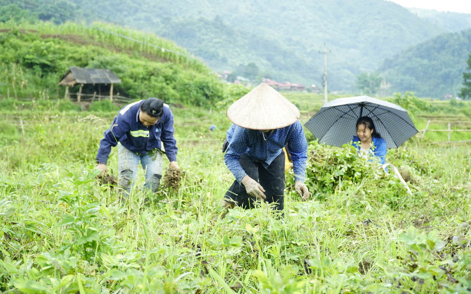 Trồng lạc đỏ thay cây lúa, cánh đồng đẹp mà nông dân Na Son ở Điện Biên có thu nhập cao hơn hẳn